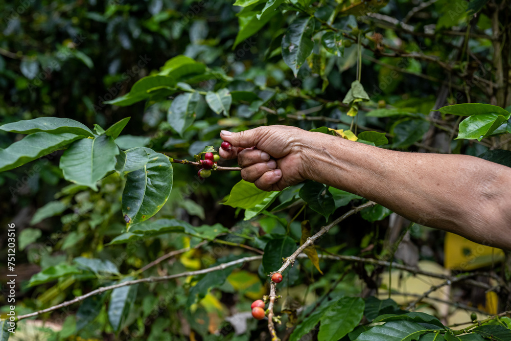 Gently harvesting fully ripe, red coffee berries by hand Gently harvesting fully ripe, red coffee berries by hand