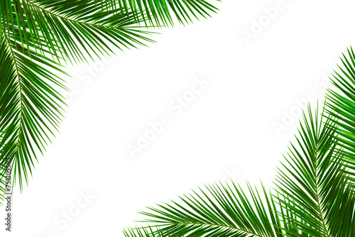 Green summer palm leaves