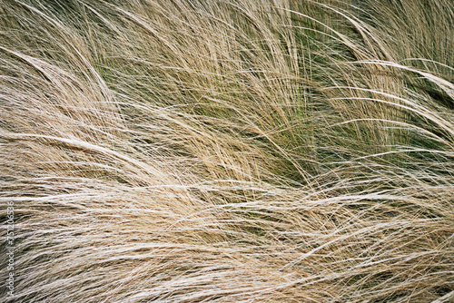 grass in the wind photo