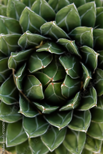 macro up close abstract agave cactus plant