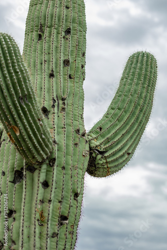 giant saguaro cactus up close against stormy arizona sky photo