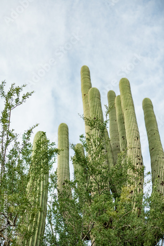 giant saguaro cactus arms against the cloudy blue sky