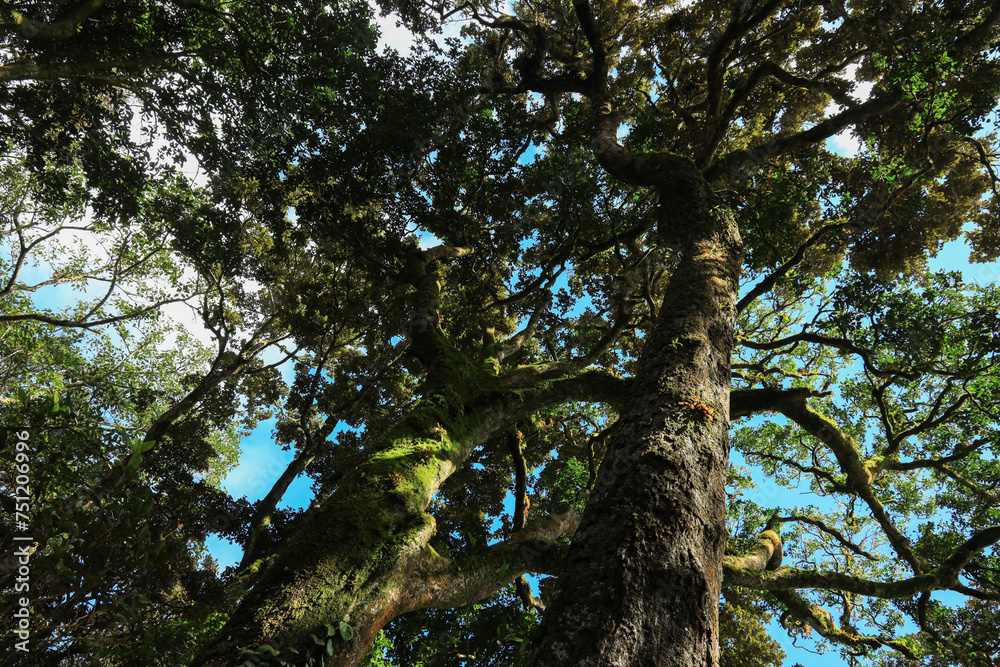 Fototapeta premium Amazing view of sky scrapping trees in Mattumala, Nelliyampathy Forest