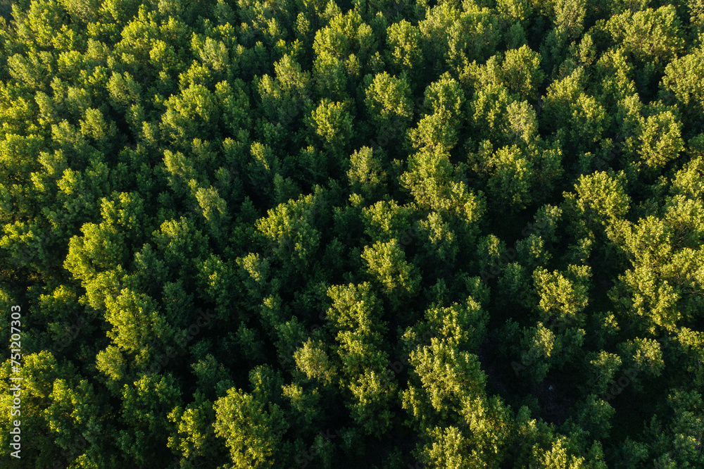 © Marko/Stocksy - Green forest sunset from above