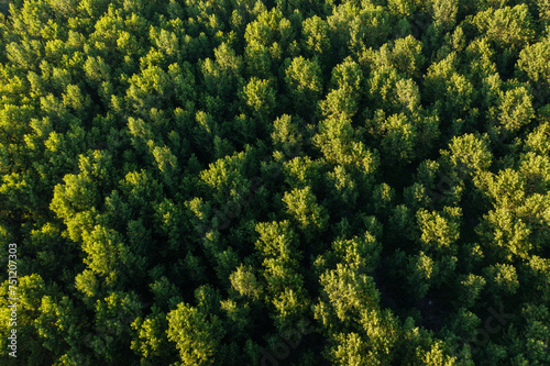Green forest sunset from above photo