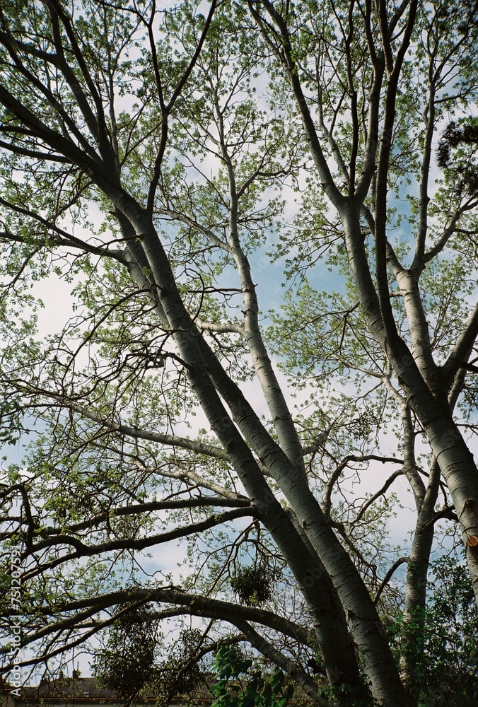 treetop and the sky 