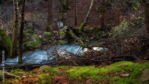 Flowing Forest River