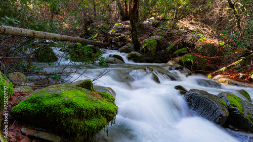 stream in the forest