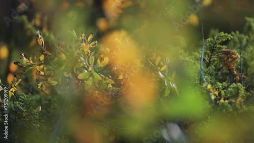 Low creeping shrubs and evergreens in autumn tundra. Close-up parallax shot, bokeh background. photo