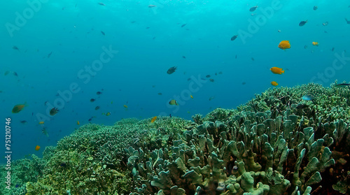 Colorful tropical fish and corals. Coral reef and fish underwater world.
