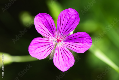 Wild purple flower on a sunny day, macro photo. Geranium sylvaticum