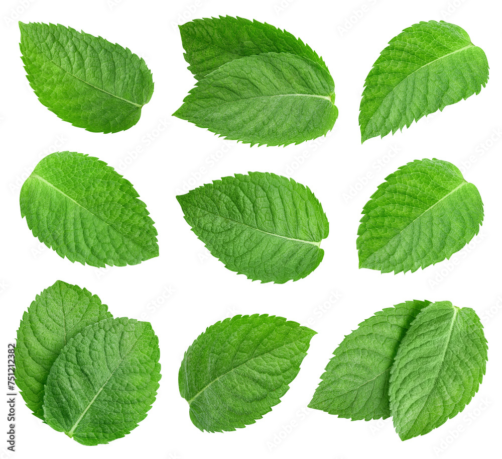 Mint leaf isolated clipping path Mint leaf isolated clipping path