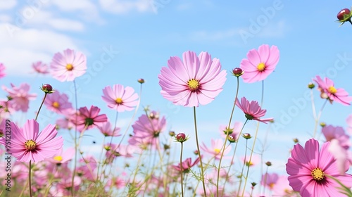 Flower Blossom in Pink Cosmos Field. Beautiful Garden Nature with Blue Sky Background, Green Grass, and Blooming Flowers © Serhii