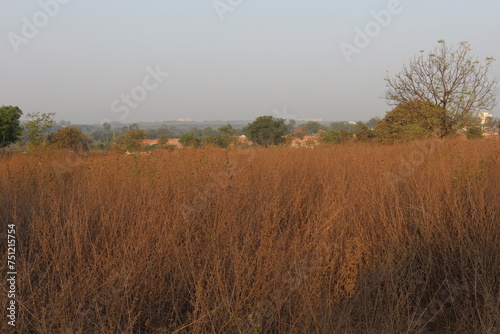 Grassland with tree in the background, Hyderabad, Telangana, India. Photo: March 5, 2024