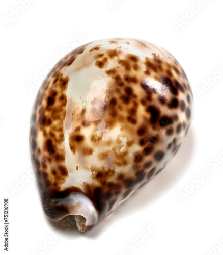 Shell of Cypraea tigris photo
