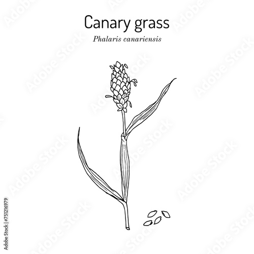 Canary grass (phalaris canariensis), medicinal plant. Hand drawn botanical vector illustration