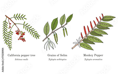 Collection of edible and medicinal plants