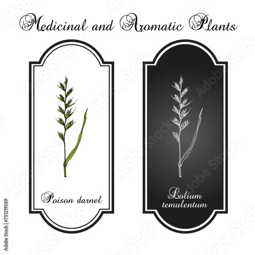 Poison darnel or cockle (Lolium temulentum), medicinal plant. Hand drawn botanical vector illustration photo