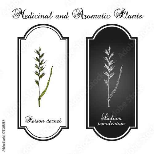 Poison darnel or cockle (Lolium temulentum), medicinal plant. Hand drawn botanical vector illustration