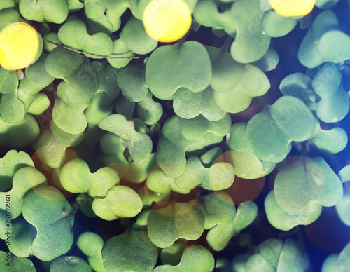 Green plant background for patrick s day