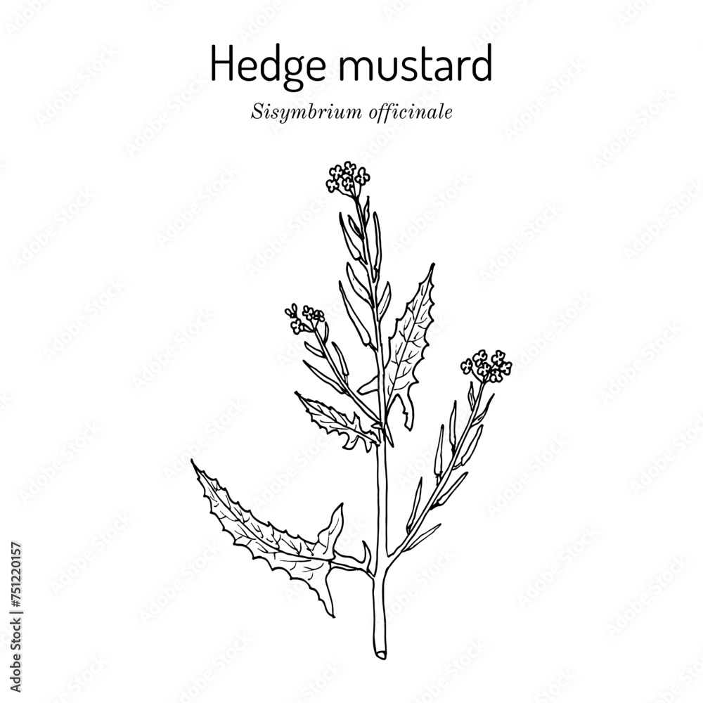 Hedge mustard (Sisymbrium officinale), medicinal plant. Hand drawn botanical vector illustration Hedge mustard (Sisymbrium officinale), medicinal plant. Hand drawn botanical vector illustration