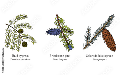 Collection of edible and medicinal plants photo