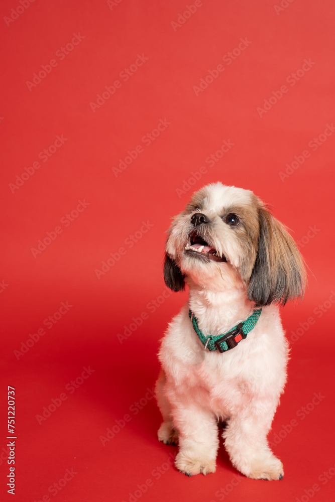 Shih Tzu Dog Portrait smiling shot with red backdrop