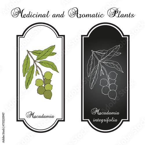 Macadamia integrifolia nut branch. Hand drawn botanical vector illustration