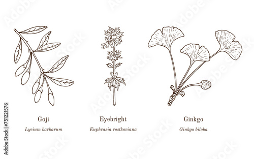 Collection of edible and medicinal plants