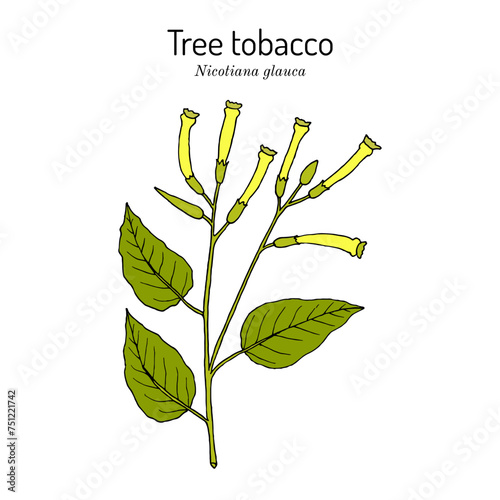 Tree tobacco (Nicotiana glauca), medicinal plant photo