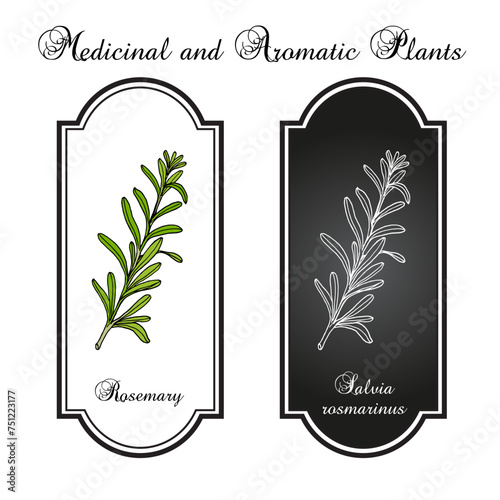 Rosemary, salvia rosmarinus, spice and medical herb