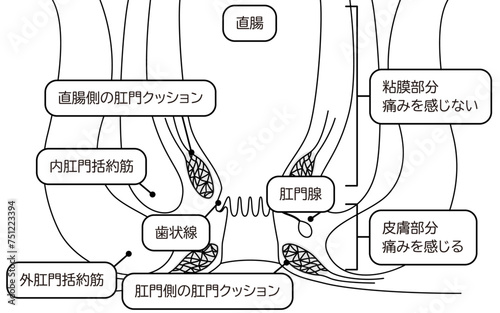 人体　直腸・肛門周辺　図解イラスト、断面図