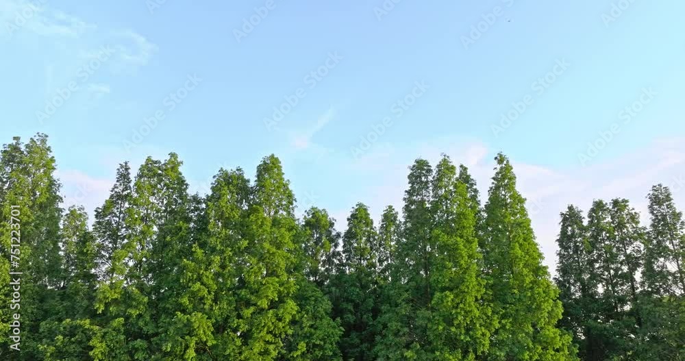 Aerial video of green pine forest natural landscape under blue sky. Drone panning shooting. Aerial video of green pine forest natural landscape under blue sky. Drone panning shooting.
