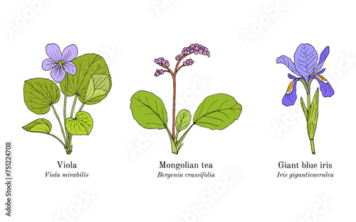 Collection of edible and medicinal plants
