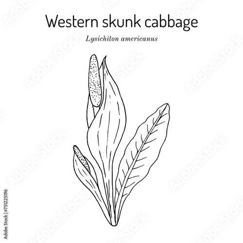 Western skunk cabbage (Lysichiton americanus), edible and medicinal plant
