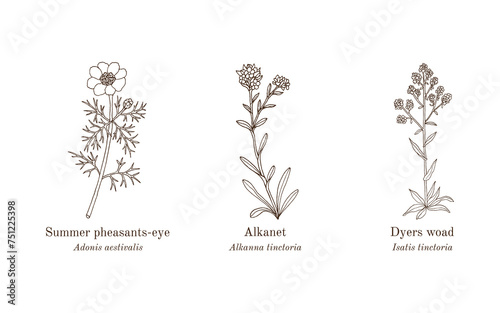 Collection of edible and medicinal plants