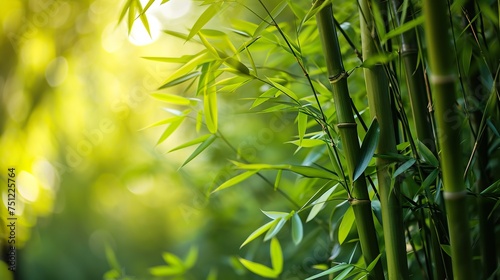 Green bamboo trees on blurred background