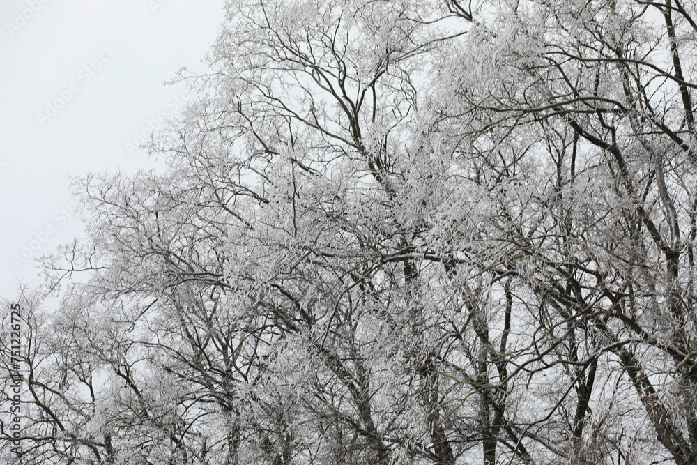 White snow on a bare tree branches on a frosty winter day, close up. Natural background. Selective botanical background. White snow on a bare tree branches on a frosty winter day, close up. Natural background. Selective botanical background.