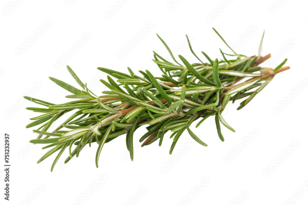 Rosemary Leaves Isolated On Transparent Background