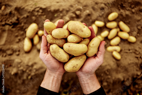 hands holding potatoes in palms photo