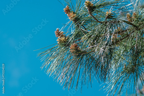 Pinus radiata (syn. Pinus insignis), the Monterey pine, insignis pine or radiata pine, is a species of pine. Hosmer Grove Campground   Haleakalā National Park Maui Hawaii