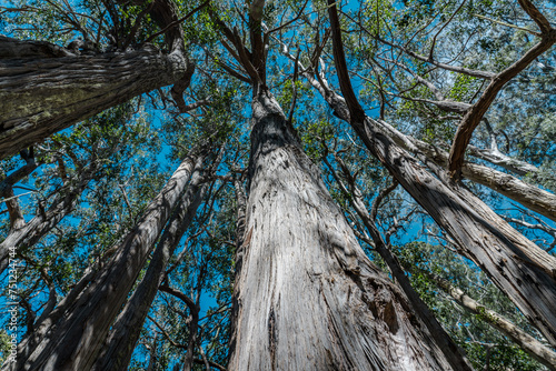 Eucalyptus is a genus of more than 700 species of flowering plants in the family Myrtaceae. Hosmer Grove Campground Haleakalā National Park Maui Hawaii photo