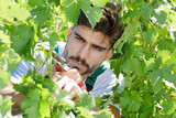 young man in vineyard during harvest season