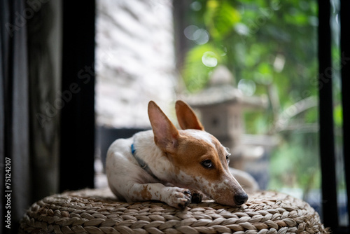 A pensive terrier puppy with big ears and spots chills at home  photo