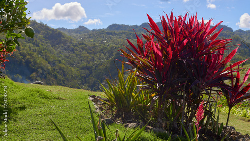 Fotografia bright plants in the landscape of a tropical island, sunny day