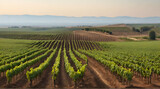 A big vineyard with seedlings of grapes is located rows The beautiful minimalist landscape. generative.ai