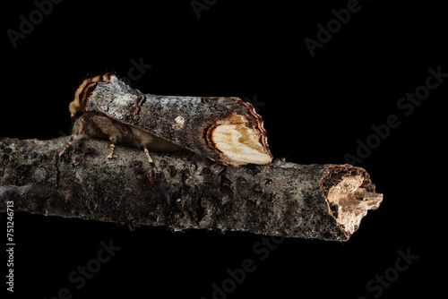 The buff-tip (Phalera bucephala) moth of the family Notodontidae. photo
