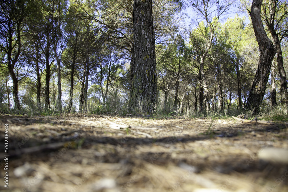 Pine trees in a forest Pine trees in a forest
