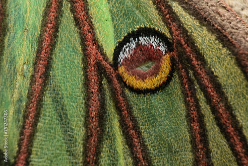 wing Spanish moon moth (Actias isabellae or Graellsia isabellae)