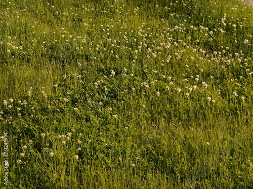 Wasteland covered with grass and other plants.
